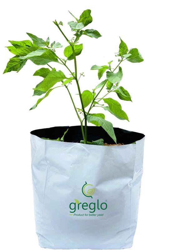 Grow bags (Open top) Greenglobe Exports India