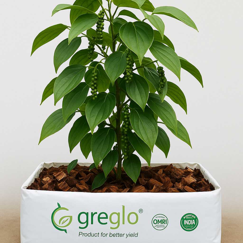 black_pepper_grow_bag_compressed Black pepper plant growing in a white rectangular Greglo-branded grow bag filled with coco chips, featuring green peppercorns hanging from vibrant green leaves. The grow bag displays certifications like OMRI and India Organic
